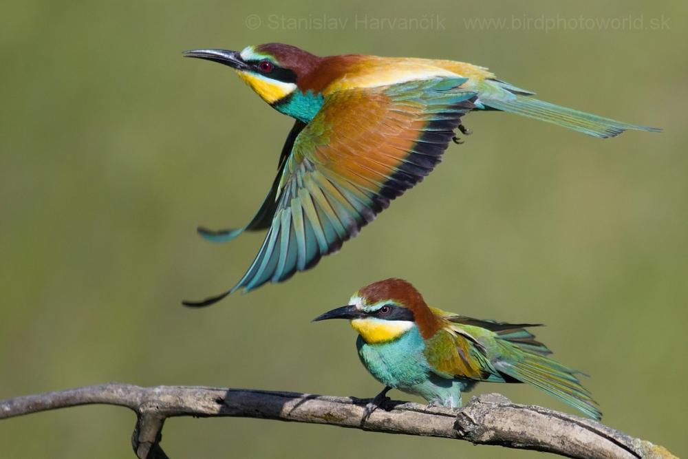 bee-eater - Liberal Dictionary