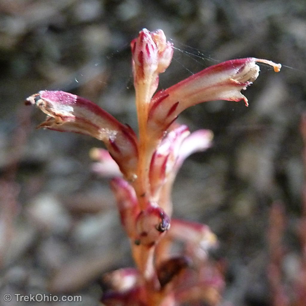 The open blossoms of a beechdrop (Epifagus americana).