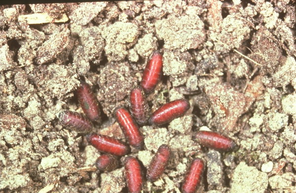 Puparia in the soil