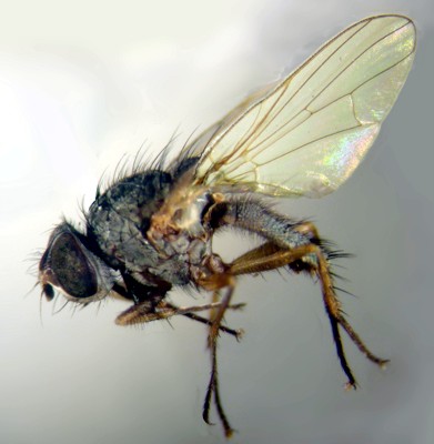 Beet Fly, Beet Leaf Miner