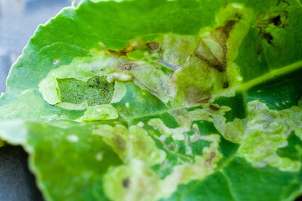 Sugarbeetfly Damaged Leaf