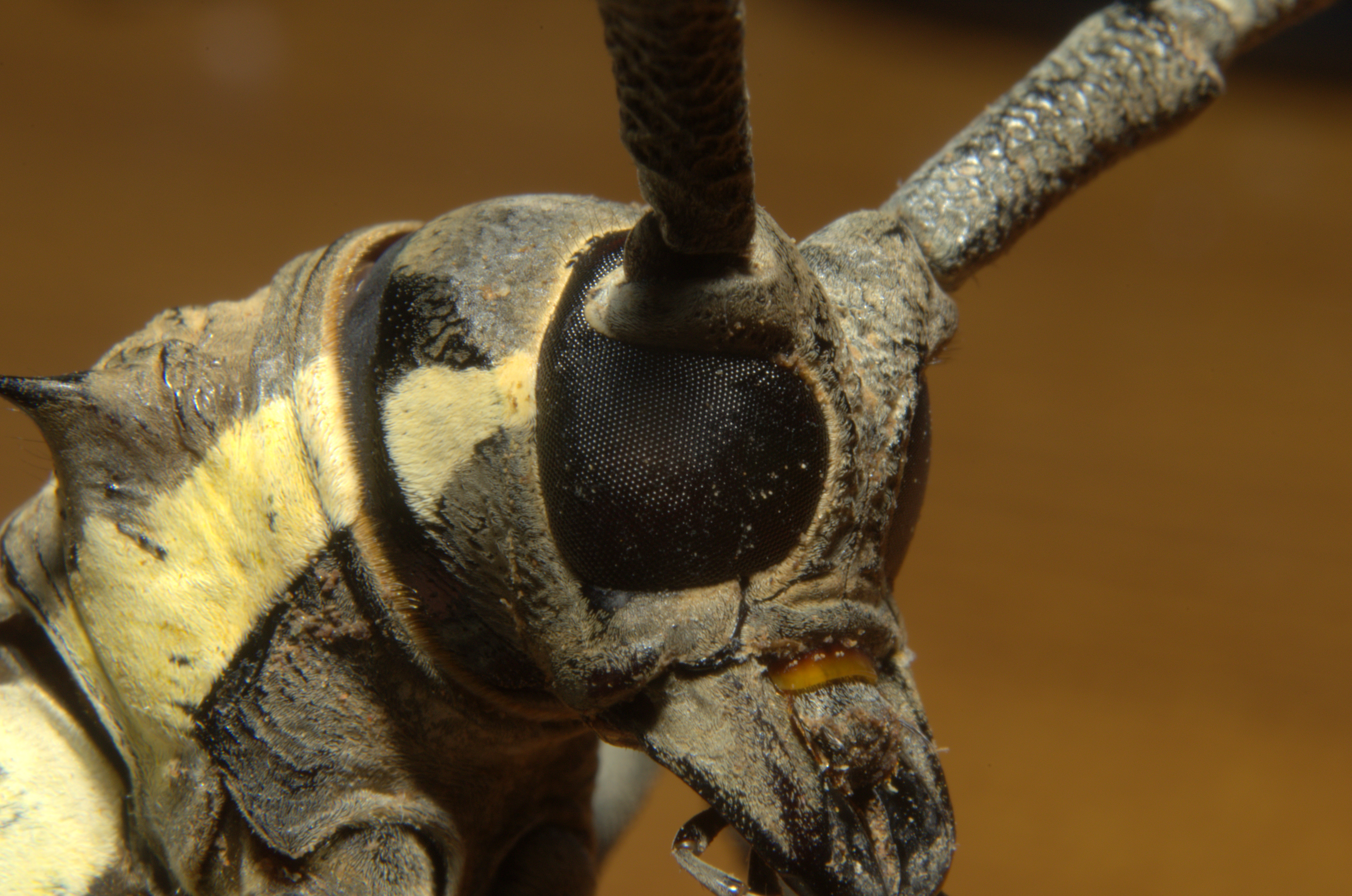 File:Oman beetle head.jpg