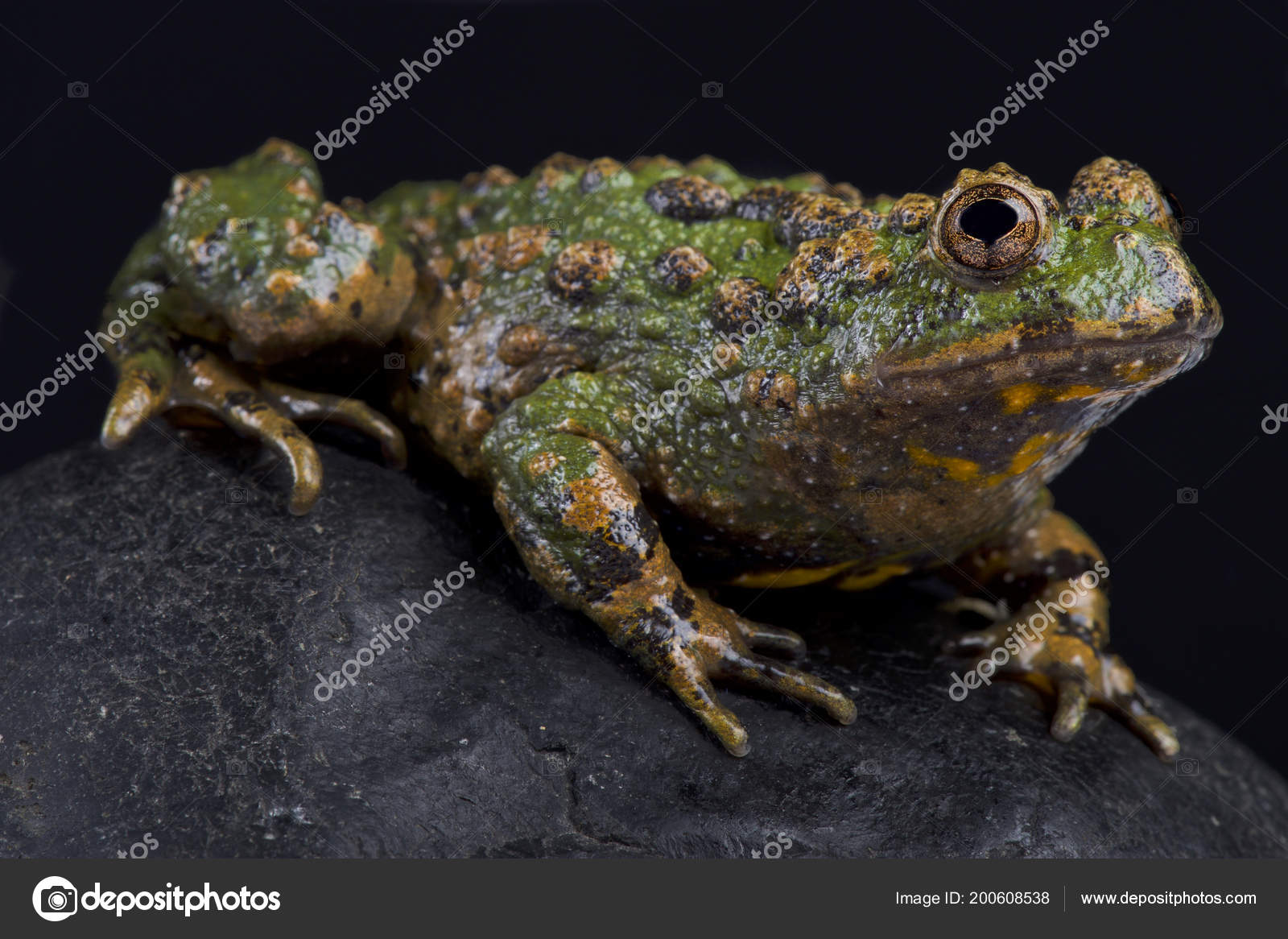 Small Webbed Bell Toad Bombina Microdeladigitora — Stock Photo