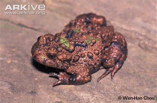 Small-webbed bell toad