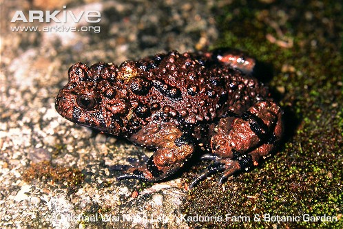Large-spined bell toad on rock