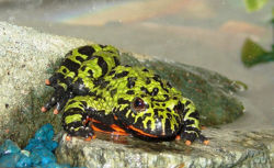 Fire-bellied toad.jpg