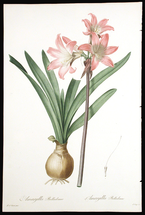 belladonna lily – Liberal Dictionary
