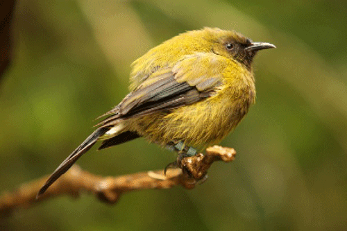 photo of bellbird