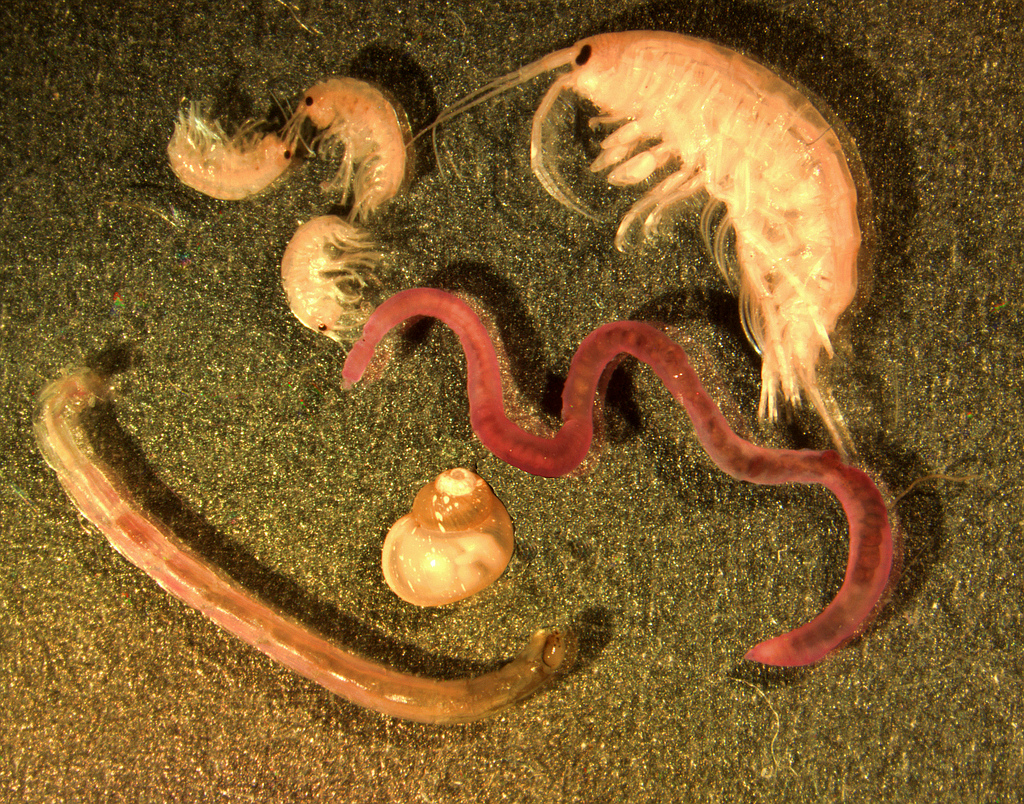 Microphotograph of typical benthic animals