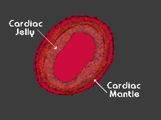 Cardiac jelly-- the embryonal region that forms the bulk of the heart- The  Myocardium