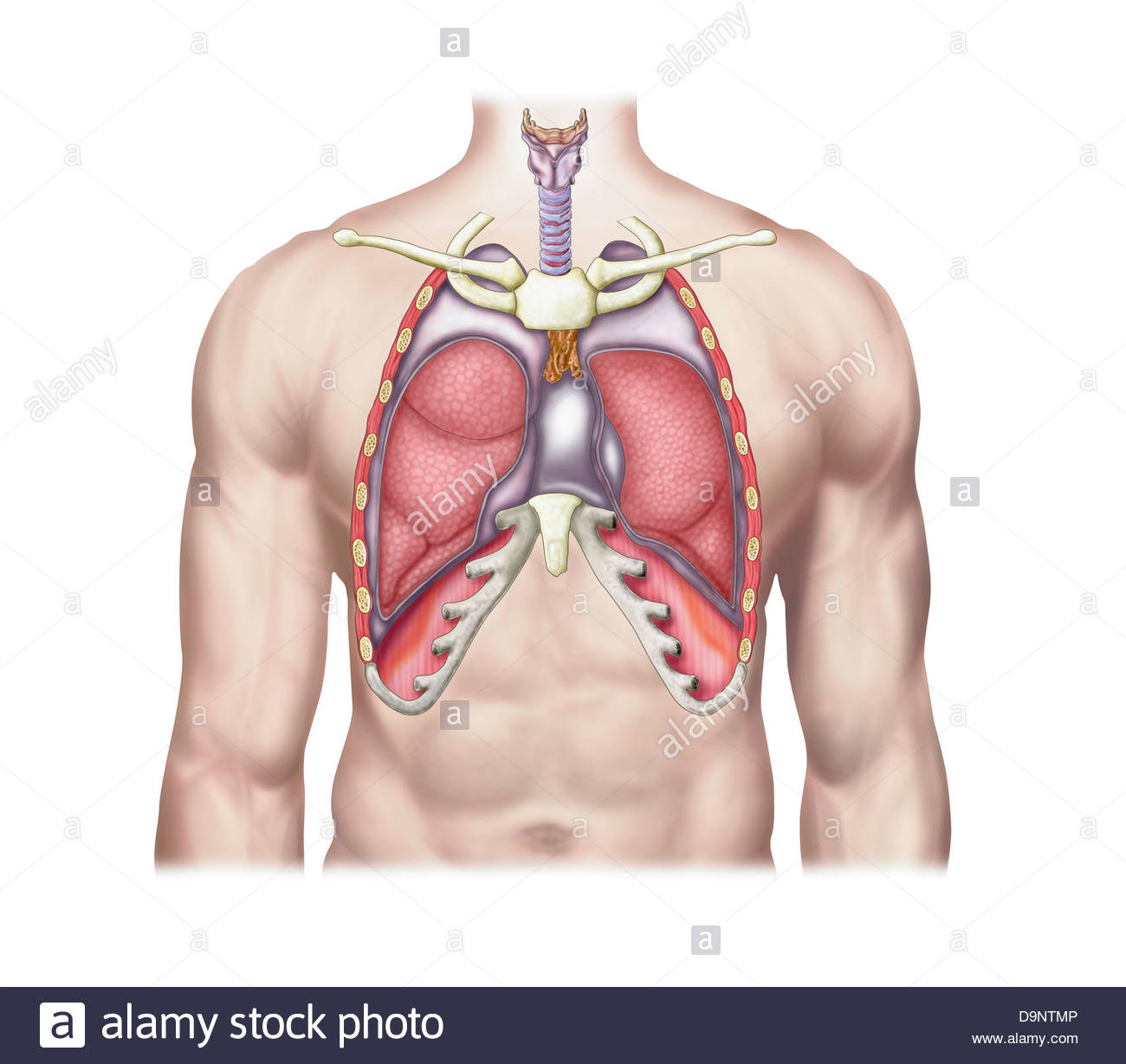 Anatomy of human lungs in situ. - Stock Image