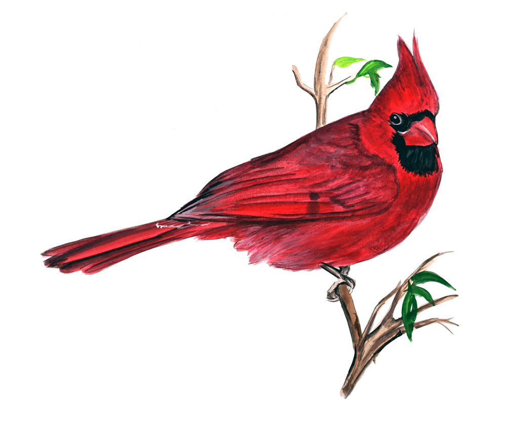 Image is loading Cardinal-Grosbeak-Bunting-Songbird-Red-Male-Bird-Watching.