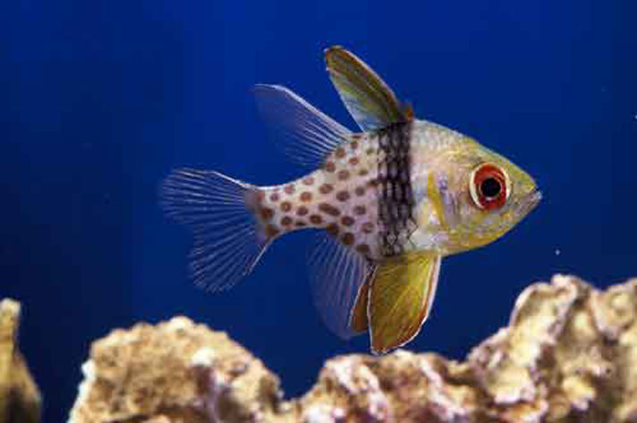 The pajama cardinalfish is another popular fish in the aquarium trade.  Photo by Aaron Norman
