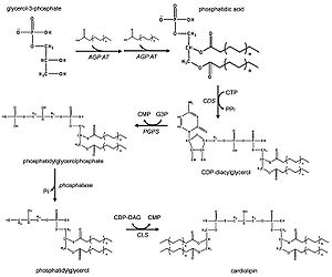 Cardiolipin synthesis in eukaryotes
