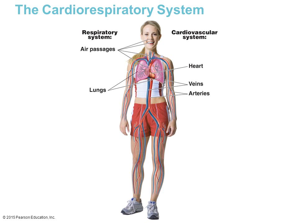 In this area of study students examine the cardiovascular and respiratory  systems of the human body and how the heart, blood vessels and lungs  function at