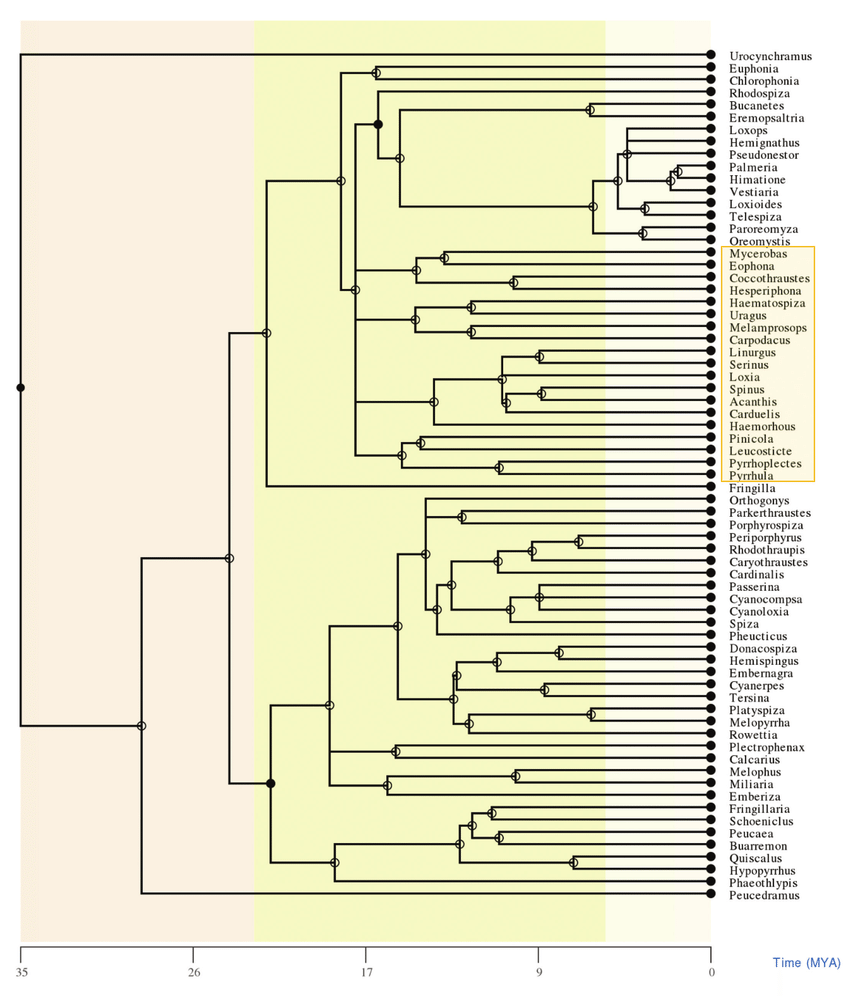 Phylogenetic position of cardueline taxa (boxed) among 69 true finch genera  based on the tree of Kumar et al. (2017). (Enlargeable figures are  available in