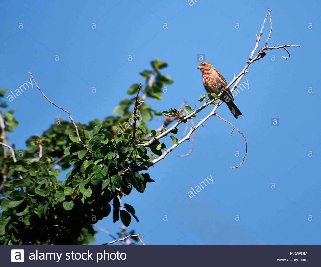 Casa Finch (Carpodacus mexicanus) encaramado en un árbol, Alan Lloyd trail,  Ajijic