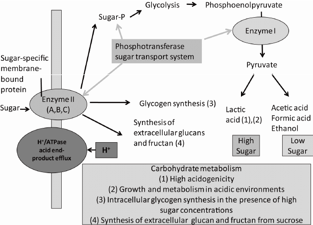 Sugar metabolism and acid formation in cariogenic bacteria.