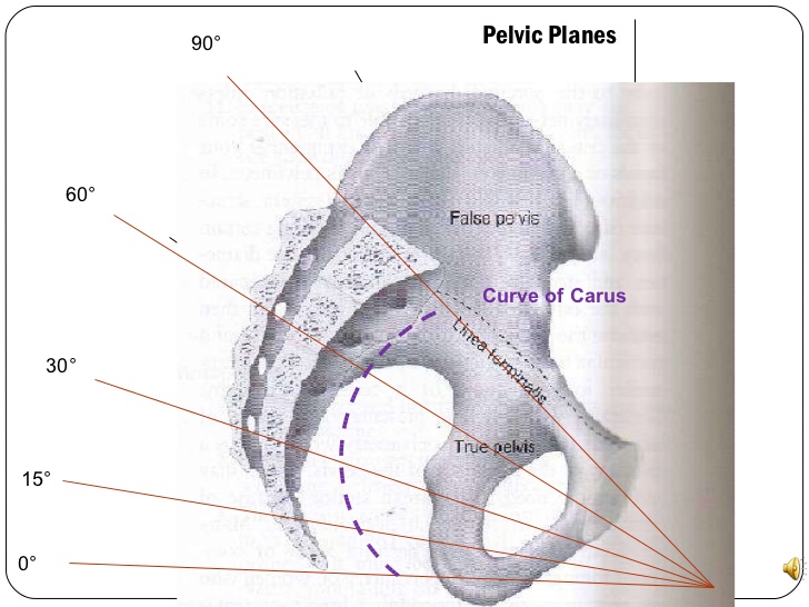 0 ° 15 ° 30 ° 60 ° 90 ° Pelvic Planes Curve of Carus