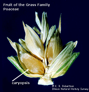Fruits. 39- Caryopsis