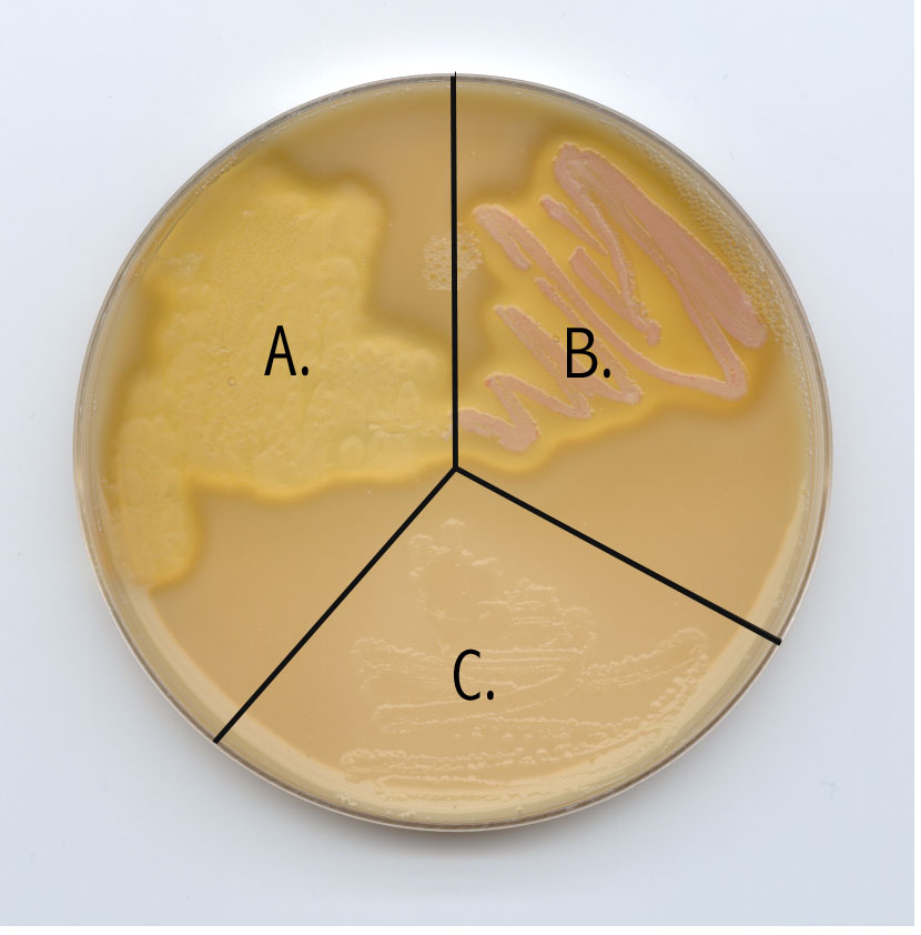 The picture to the right illustrates two different casease positive  organisms (A and B) and a casease negative organism (C).