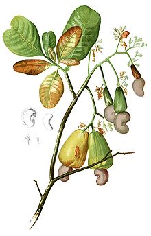 Cashew (Anacardium occidentalis)