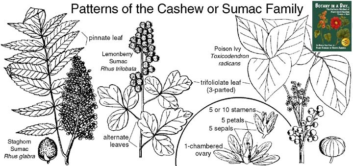 Cashew or Sumac Family Plant Identification Characteristics.