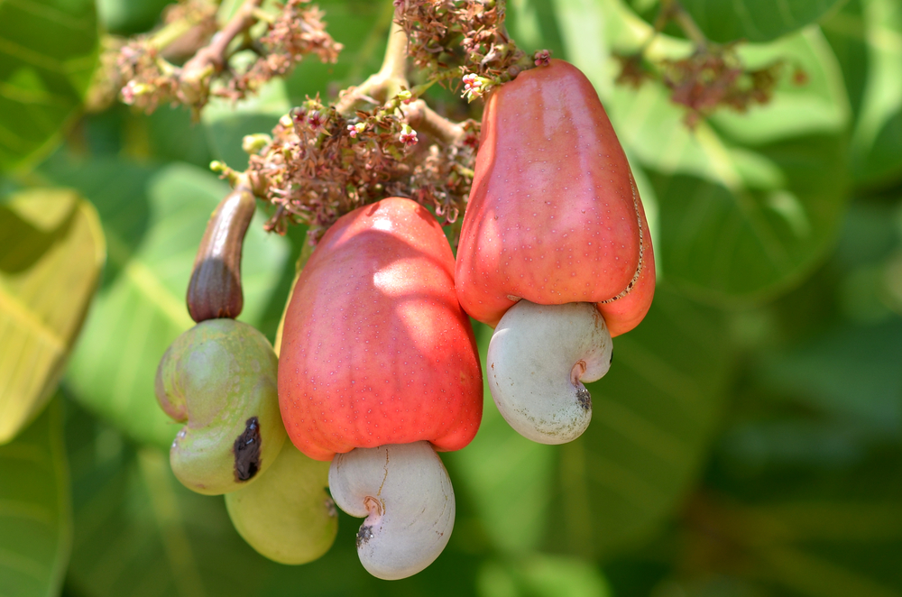 Why Cashews are Not Sold to Consumers in Their Shells and Why Pistachios  Used to Be Dyed Red