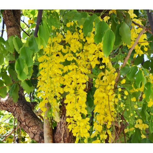 Cassia Fistula Golden Shower Tree Seeds ,50 Seeds , Shipping All Over India