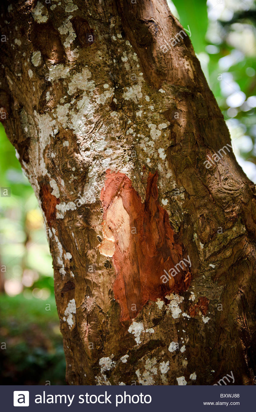 A cassia tree, Ambon, Indonesia. Cassia is often used as a subsitute for
