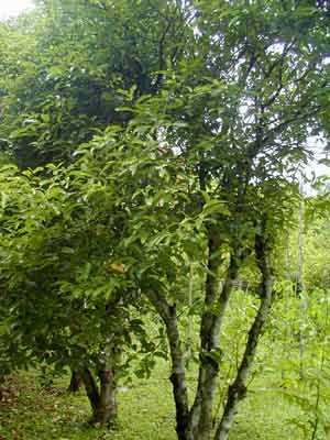 Cassia Bark Tree