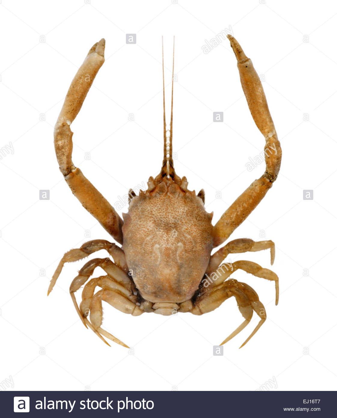 Masked Crab - Corystes cassivelaunus