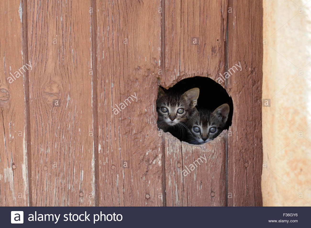 Two little cats looking trough a cat hole in a door.