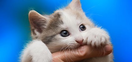 The Facts About Cat Scratch Fever