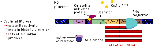 Positive Regulation of Gene Expression. The catabolite activator protein