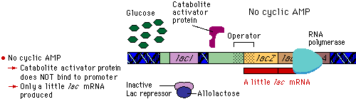 The action of the catabolite activator protein affects how much lac mRNA is  produced.