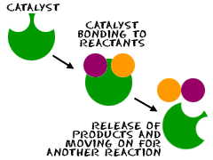 Catalysts in action