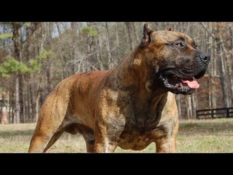 5 Popular Catch Dog Breeds