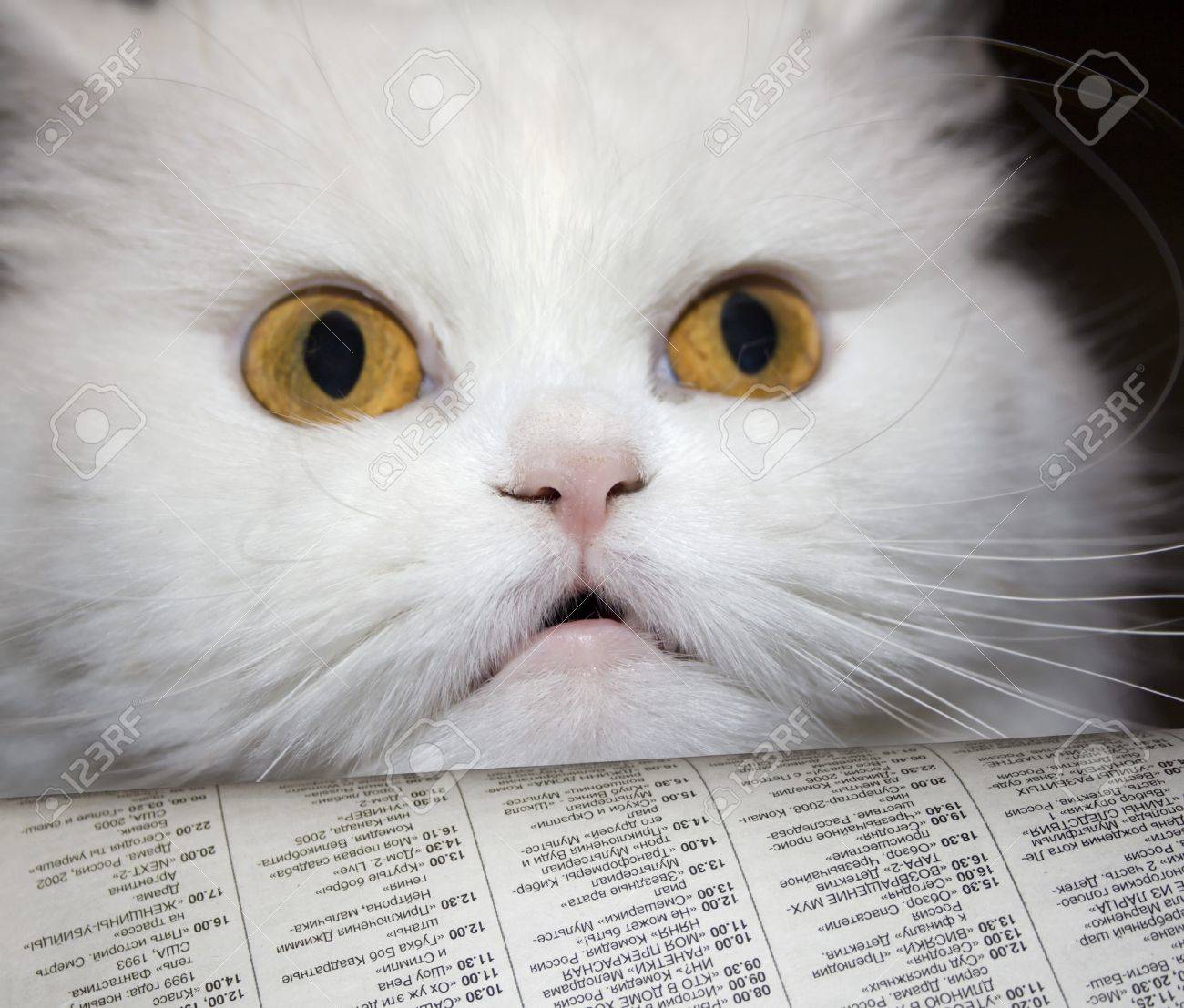 Stock Photo - White cat read unexpected news in newspaper . To catch napping