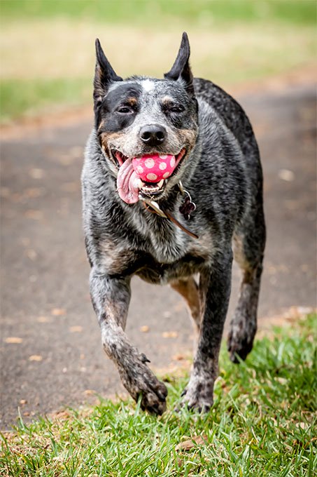 Australian Cattle Dog Dog Breed Picture