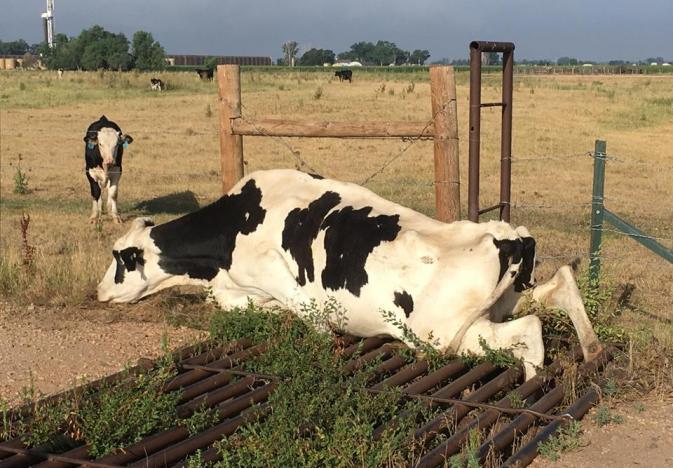 A cow in Colorado was recused by animal control officers, firefighters and  oil field workers after getting stuck in a cattle guard.