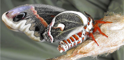 Newly emerged adult cecropia moth, Hyalophora cecropia Linnaeus.
