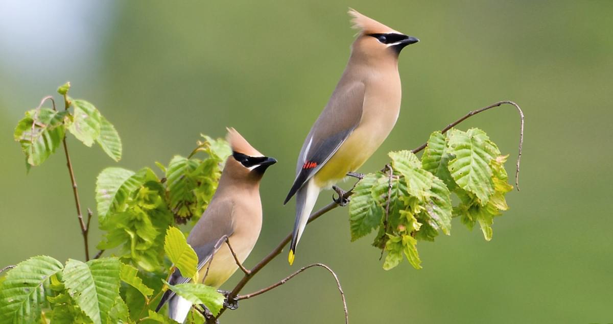 Cedar Waxwing Identification, All About Birds, Cornell Lab of Ornithology