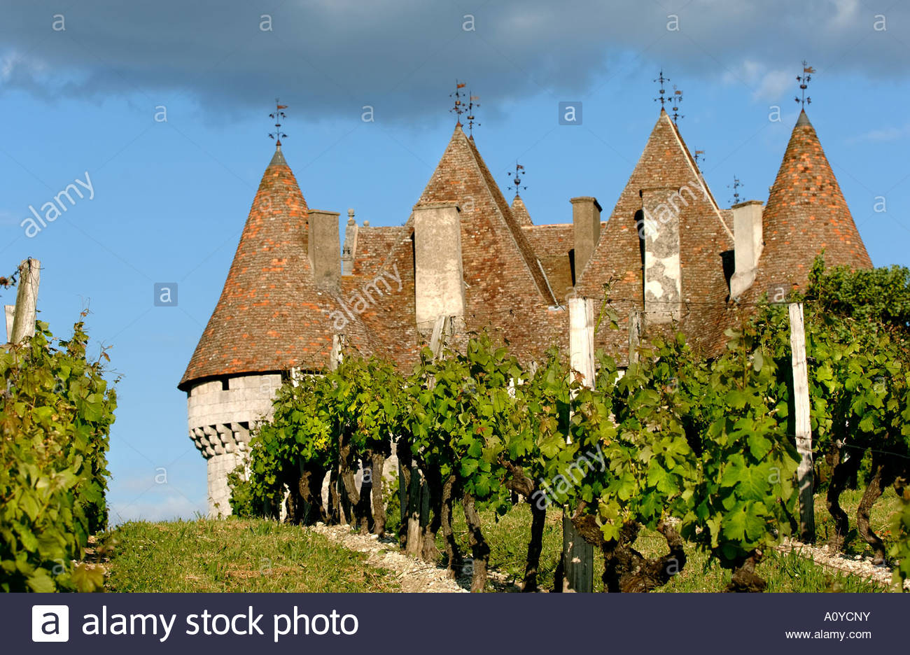 Château of Monbazillac, Vineyards in Bergerac district, South west France  ,Vinelandscape - Stock