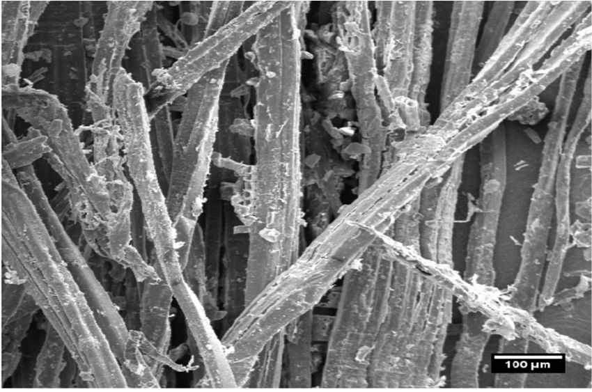 SEM micrographs of (a) defibered wood found throughout the hold of the  Eureka and (b) corrosion products found on the surface of the wettest  timbers in the
