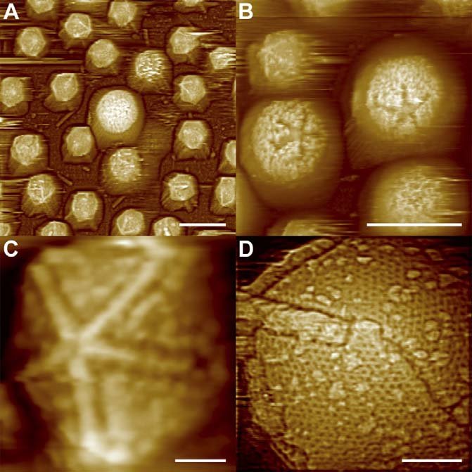 AFM Images of Starfish-shaped Features on Defibered Mimiviruses (A)  Defibered Mimivirus at low magnification showing that the majority of the  particles have