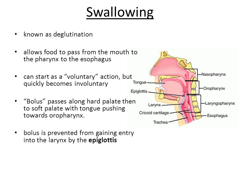 Swallowing known as deglutination
