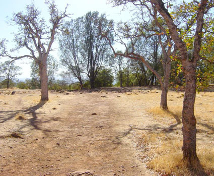 A trail area in a park where soil is compacted and vegetation is excluded.