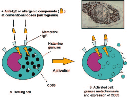 Normal activation of basophil degranulation caused by anti IgE |  Download Scientific Diagram