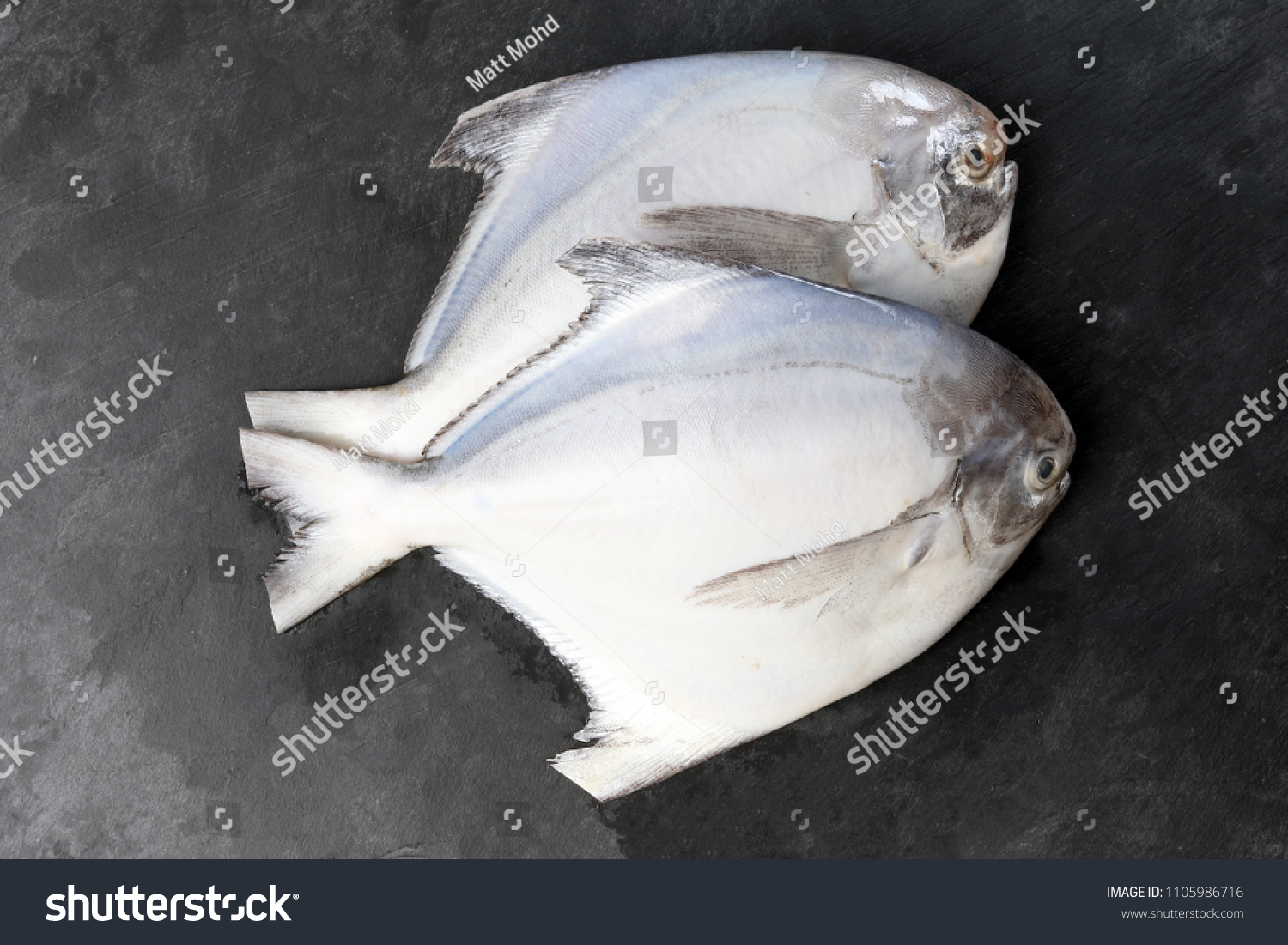 Cleaned degutted white pomfret fish on black marble slate background